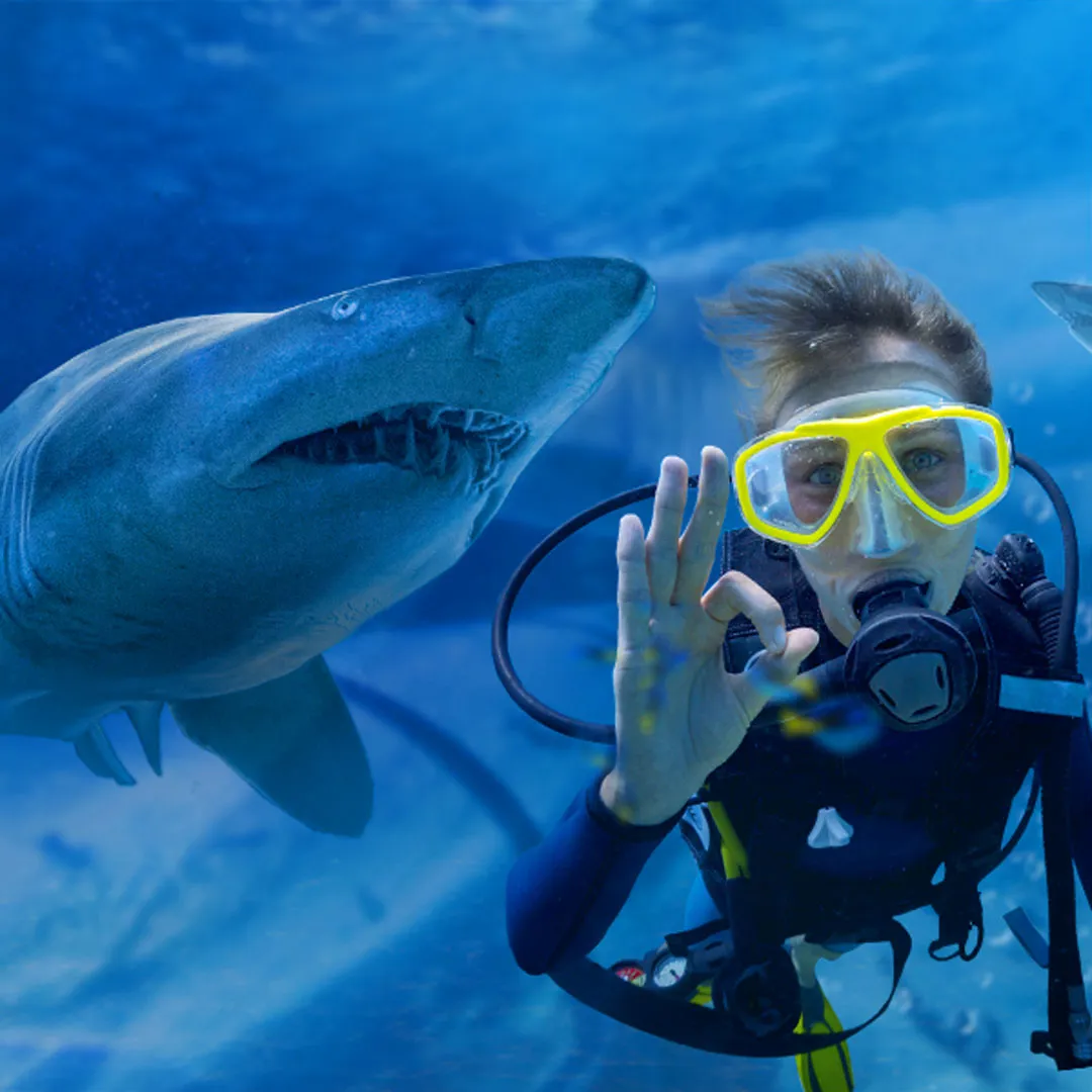 SLSA Shark Dive Xtreme
