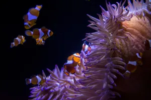 Jellyfish Kingdom Clown Anemone1