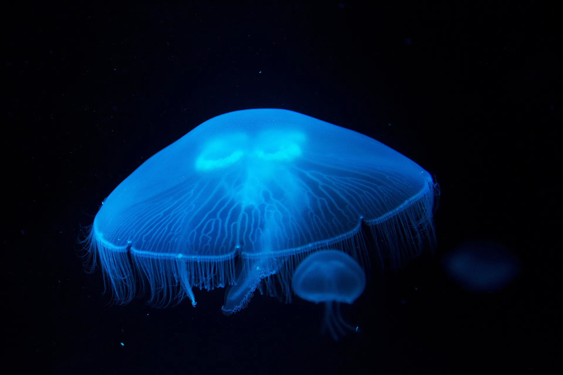 Jellyfish Species, Habitat, Diet & Other Facts