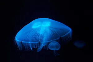 Jellyfish