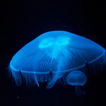 Jellyfish