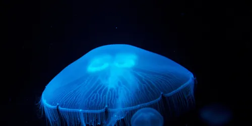 Jellyfish