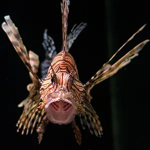 Coastal Wreck Lionfish