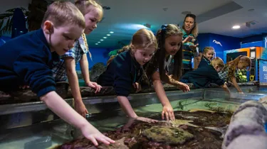 Web Sealifesc Ed 20