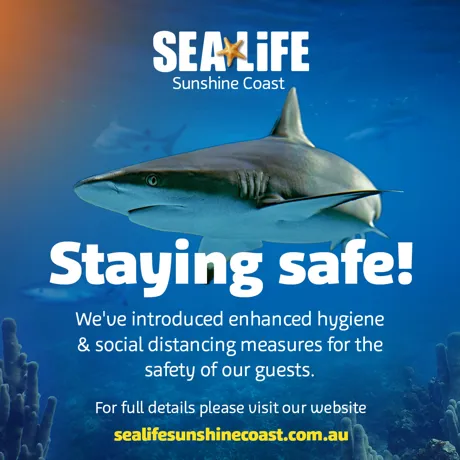 SLSC Reopening Socialstayingsafe 1080X1080px