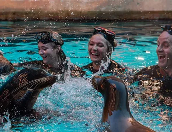 Slsc Seal Swim