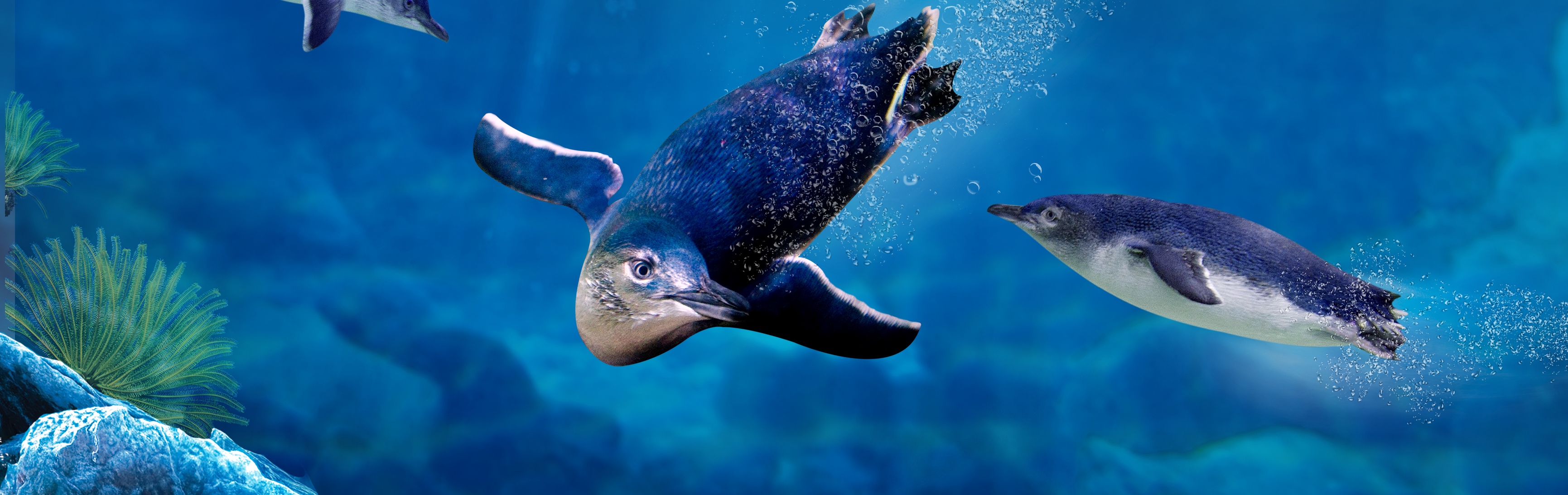 penguin swimming in blue water