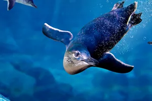 penguin swimming in blue water