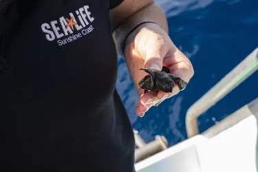 SLSC Hatchling Arrival March2024 32
