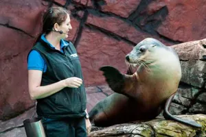 Sea Lion Show