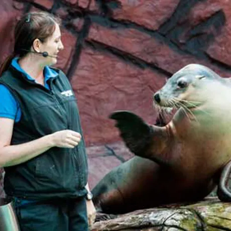 Sea Lion Show