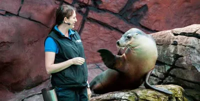 Sea Lion Show