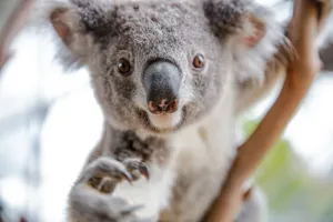 Wild Life Sydney Zoo