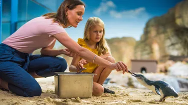 Penguin Encounter (1)