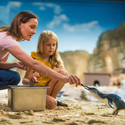 Penguin Encounter (1)