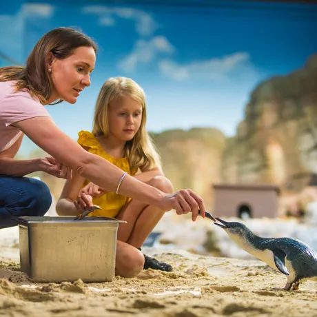Penguin Encounter (1)