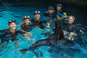 seal swim