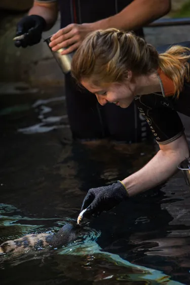 Web SLSC Penguin Water Feed015