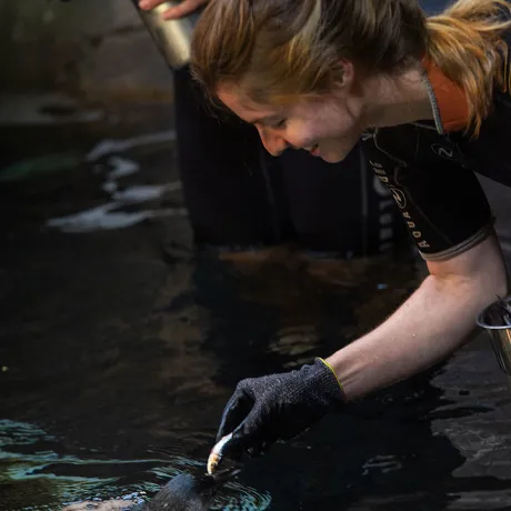 Web SLSC Penguin Water Feed015