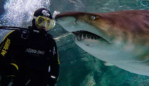 Shark Dive Xtreme 3