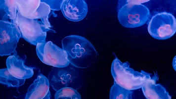 Sea Jellyfish at SEA LIFE Sunshine Coast Aquarium
