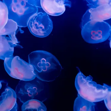 Sea Jellyfish at SEA LIFE Sunshine Coast Aquarium