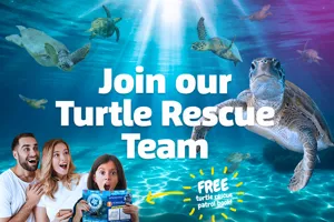 SL Turtle Thinrect 800X590px Others