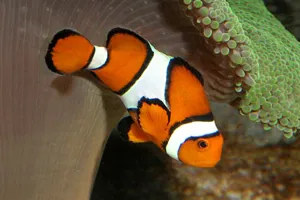 Clownfish