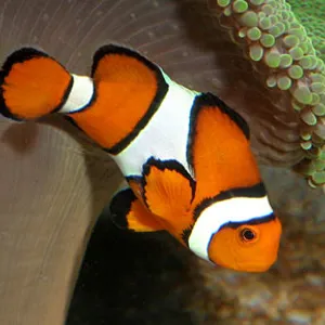 Clownfish