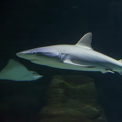 Reef Shark