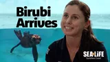 SEA LIFE Birubi Arrives Thumbnail