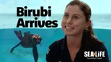 SEA LIFE Birubi Arrives Thumbnail