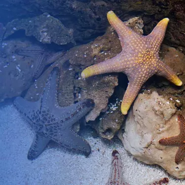Thorny Sea Star