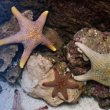 Thorny Sea Star at SEA LIFE Sunshine Coast