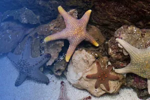 Thorny Sea Star at SEA LIFE Sunshine Coast