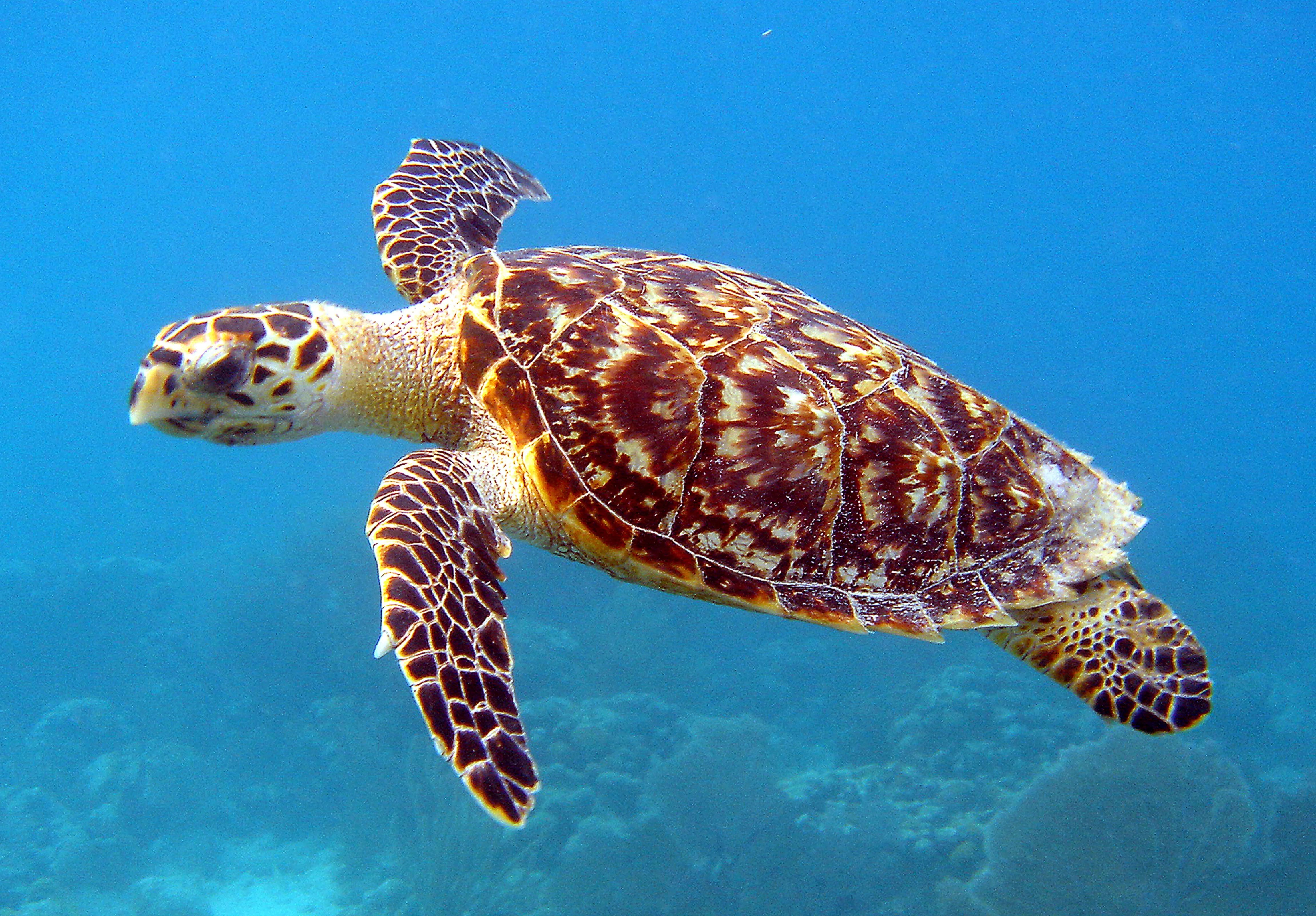 Hawksbill Turtle at SEA LIFE Sunshine Coast