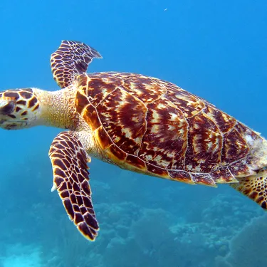 Hawksbill Turtle at SEA LIFE Sunshine Coast