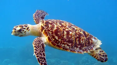 Hawksbill Turtle at SEA LIFE Sunshine Coast