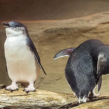 10590 Fairy Penguins