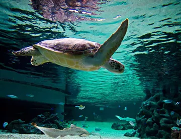 Turtle Swimming Banner