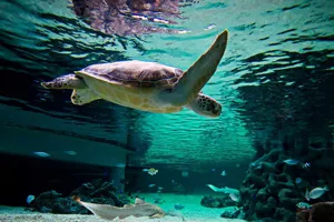 Turtle Swimming Banner
