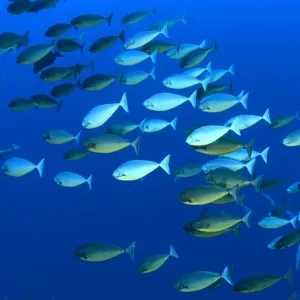 Molokini School Of Fish
