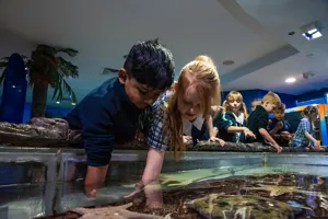 SLSC Rockpool Armsin