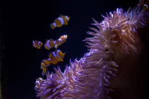 Jellyfish Kingdom Clown Anemone2