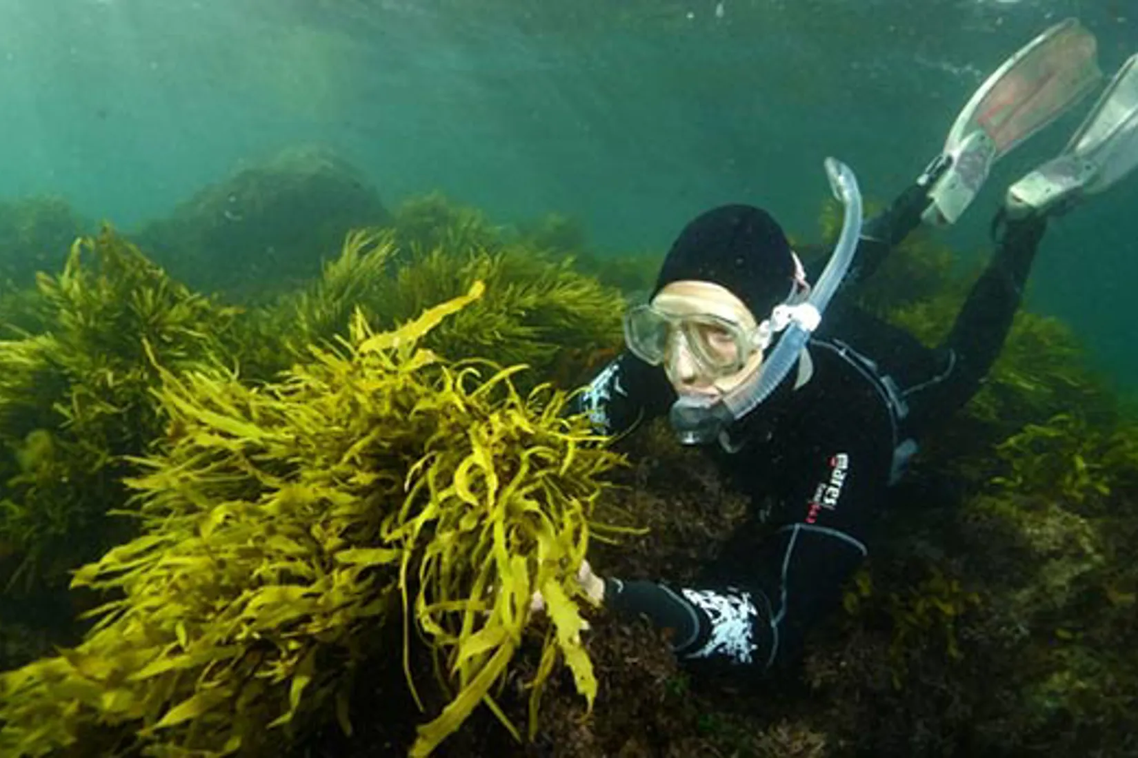 SEA LIFE Trust | SEA LIFE Sunshine Coast (formerly Underwater World)