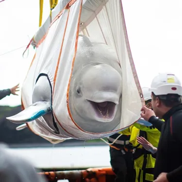 Beluga