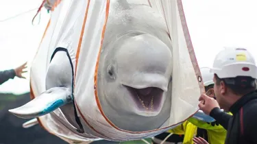Beluga