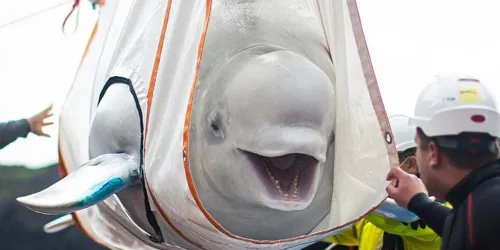 Beluga