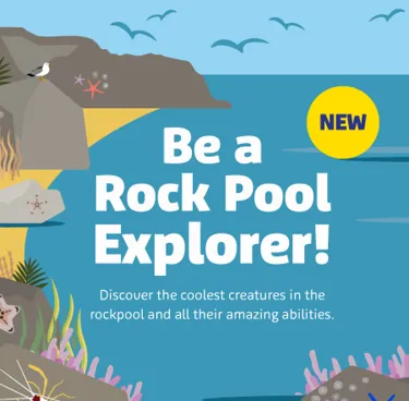 SLSC Rockpools Newsblock 450X442px