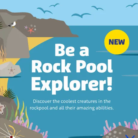 SLSC Rockpools Newsblock 450X442px